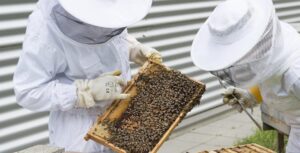curso apicultura gratis